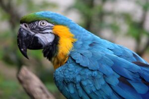 Guyane Conservation : protéger la biodiversité de la forêt amazonienne