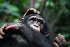 Akatia – Protection des primates en Côte d&rsquo;Ivoire
