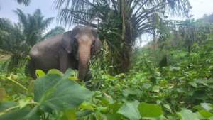 Les éléphants de Sumatra – Harapan di Gajah
