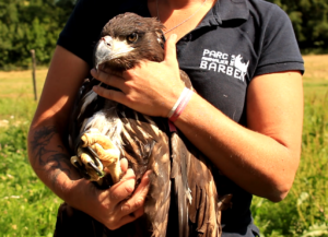 Réintroduction du pygargue à queue blanche – Les aigles du Léman