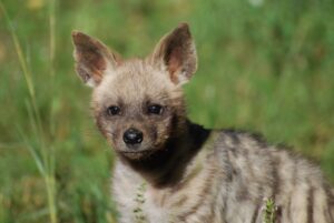 Trois petites hyènes rayées sont nées au parc !