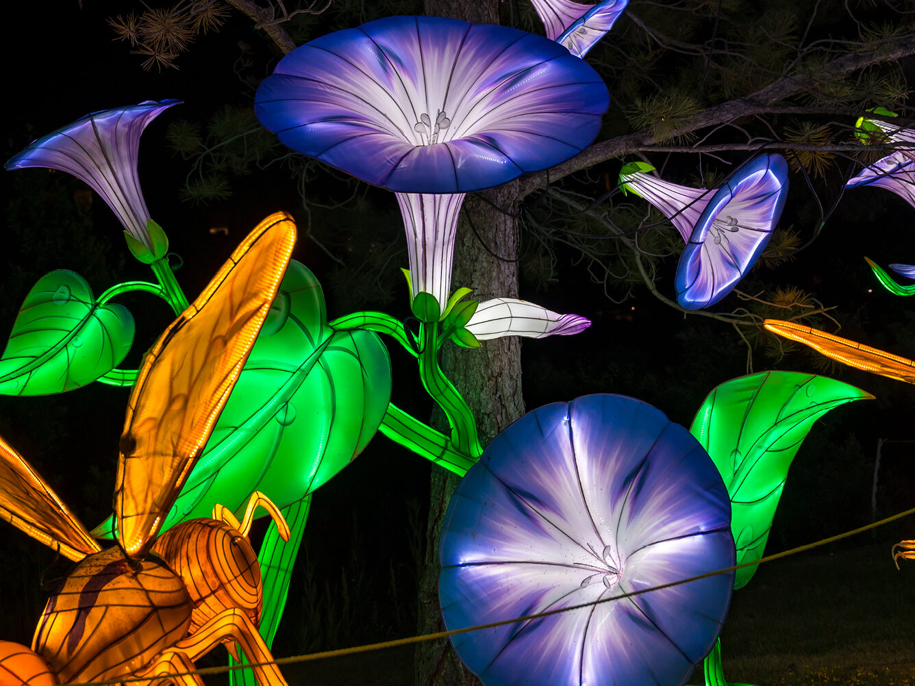 Festival des lumières