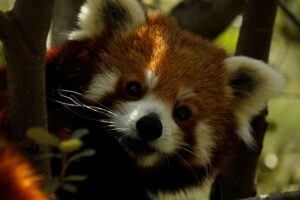 Naissance d’un panda roux au parc : précieuse pour la conservation de l’espèce !