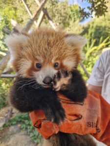 Naissance d’un panda roux au parc : précieuse pour la conservation de l’espèce !